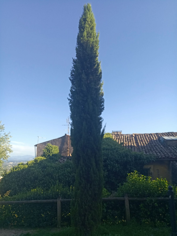 Cupressus sempervirens - 00007