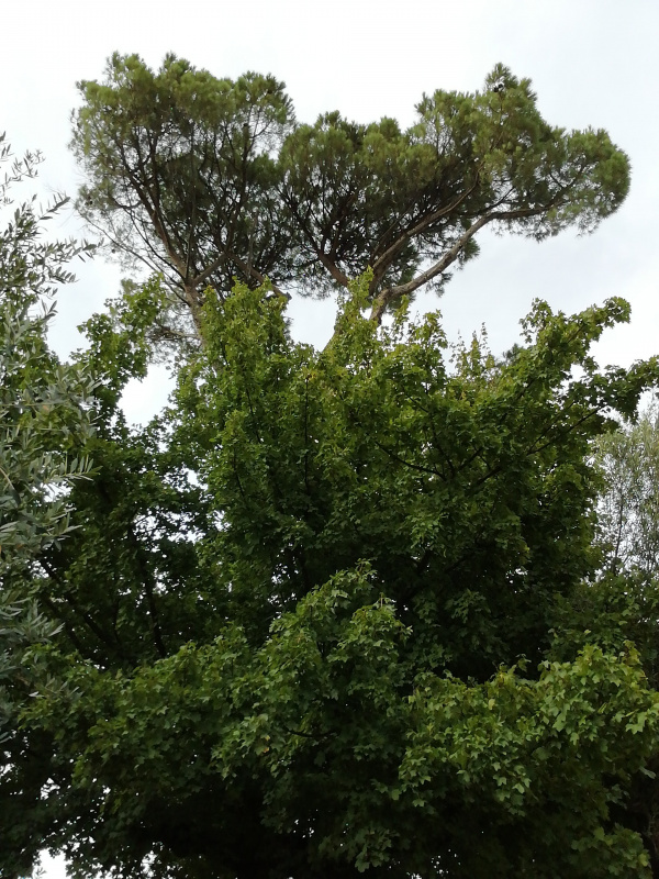 Pinus pinea - 00387