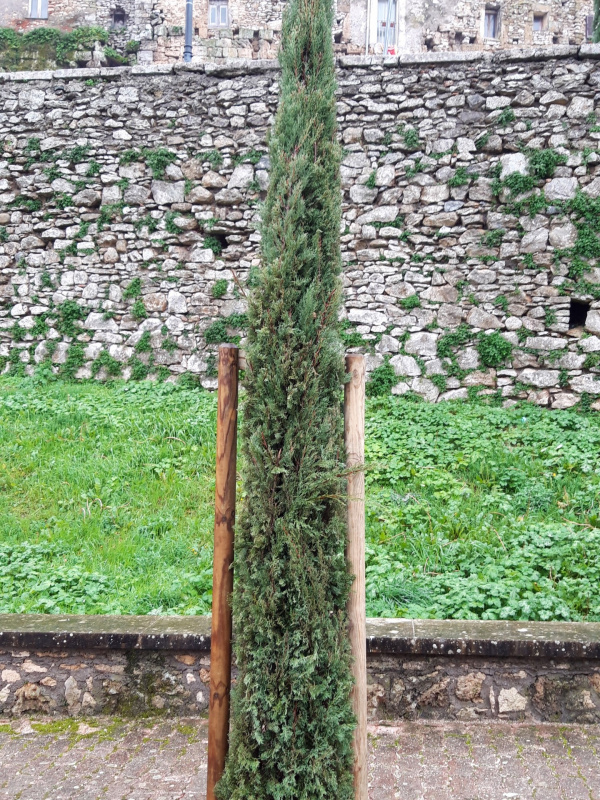 Cupressus sp. - 00880