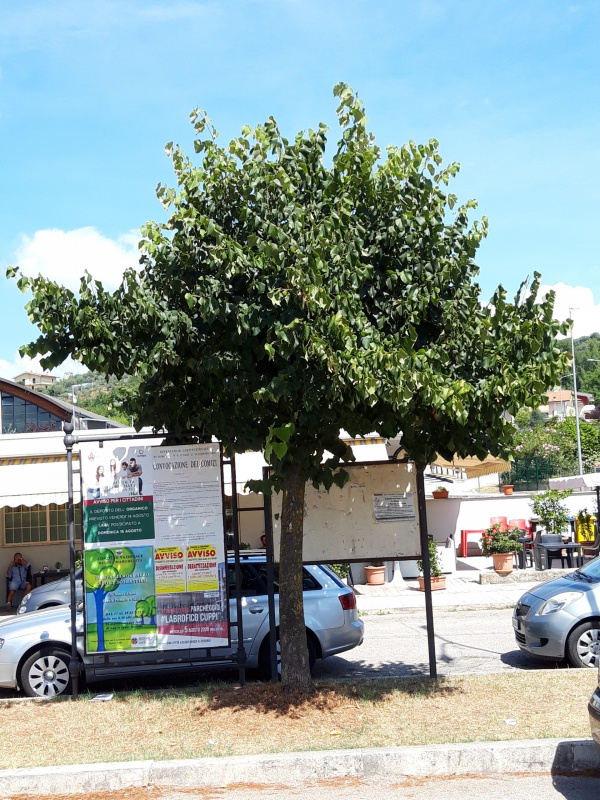 Tilia platyphillos - 00556