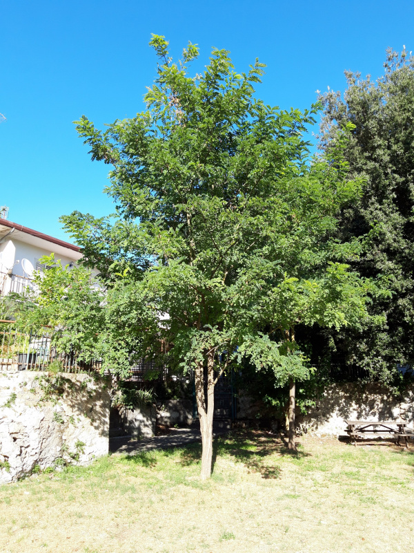 Robinia pseudoacacia - 00700