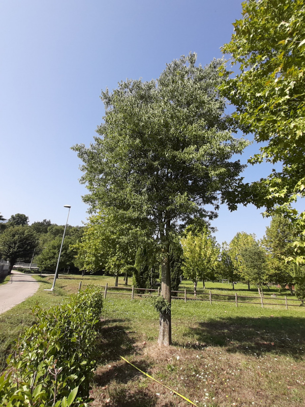 Celtis australis - 00777