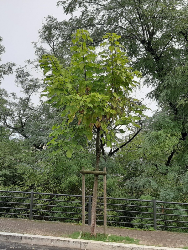 Catalpa bignonioides - 00097